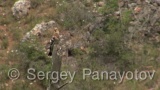 Видео клип на Папуняк - Папуняк през размножителния период